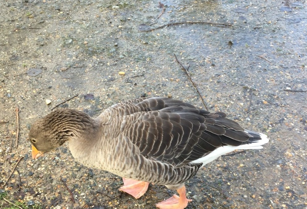 You’ve got to be quackers!